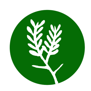 AIRSA Acacia Karoo - Sweet Thorn Sapling - Donation