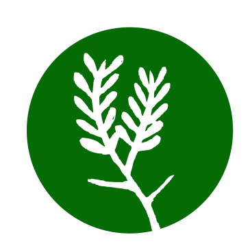 AIRSA Acacia Karoo – Sweet Thorn Sapling – Donation